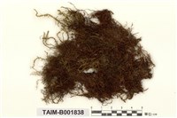 藏品(大葉濕原苔)的圖片